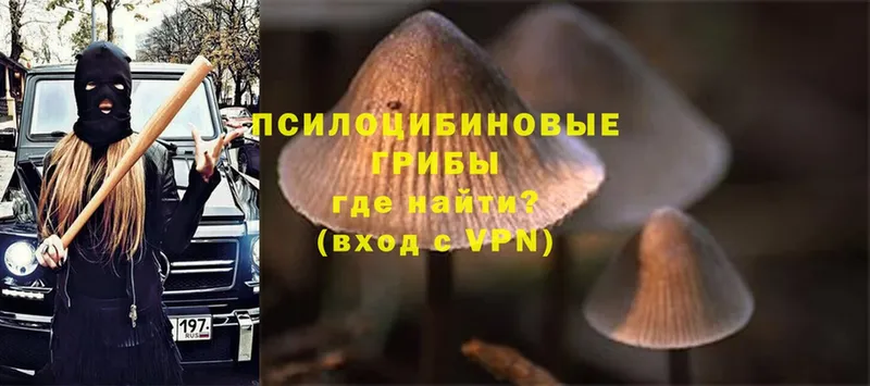 Псилоцибиновые грибы Psilocybine cubensis  Ленинск 